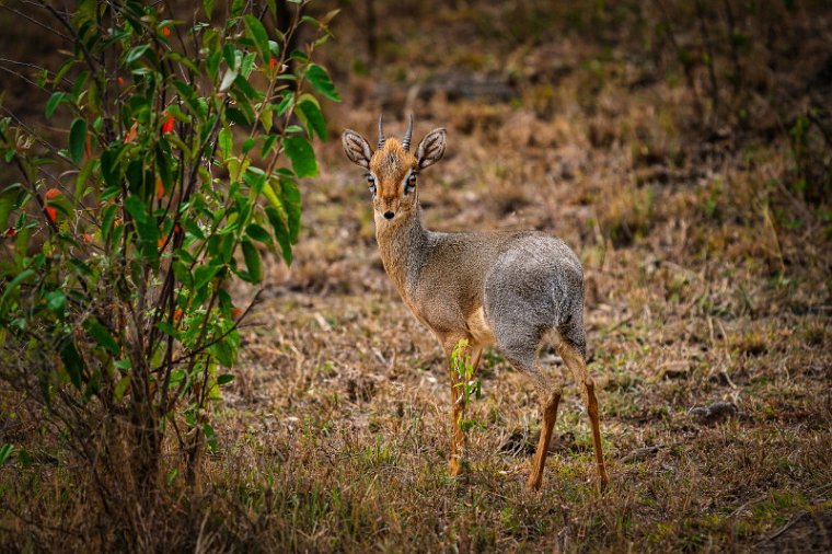 054 Masai Mara, dikdik.jpg